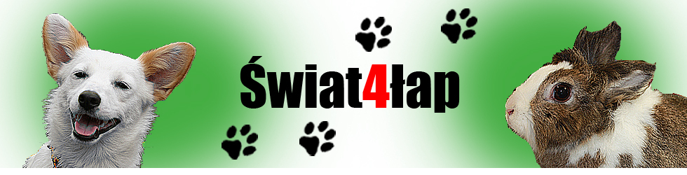 Świat4Łap