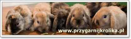 Przygarnij Królika Przygarnij Królika